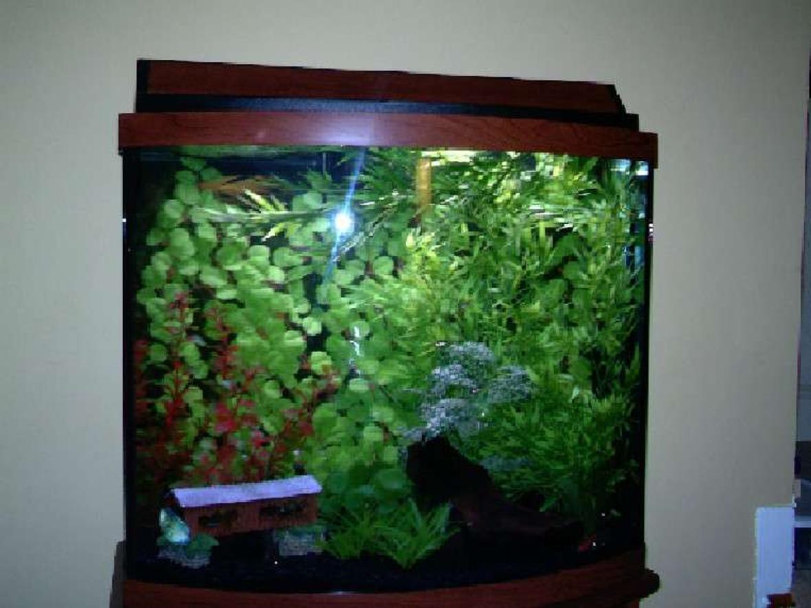 26 gallons freshwater fish tank (mostly fish and non-living decorations) - 26 gallon bowfront, black background, black gravel, driftwood. Dwarf Gourami, white clouds, rasboras, cory cats. The blue shiny thing in the lower left corner is the dwarf gourami, who swims back and forth all day long. We think he has OCD.