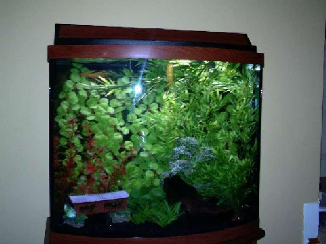 26 gallons freshwater fish tank (mostly fish and non-living decorations) - 26 gallon bowfront, black background, black gravel, driftwood.  Dwarf Gourami, white clouds, rasboras, cory cats.   The blue shiny thing in the lower left corner is the dwarf gourami, who swims back and forth all day long.  We think he has OCD.