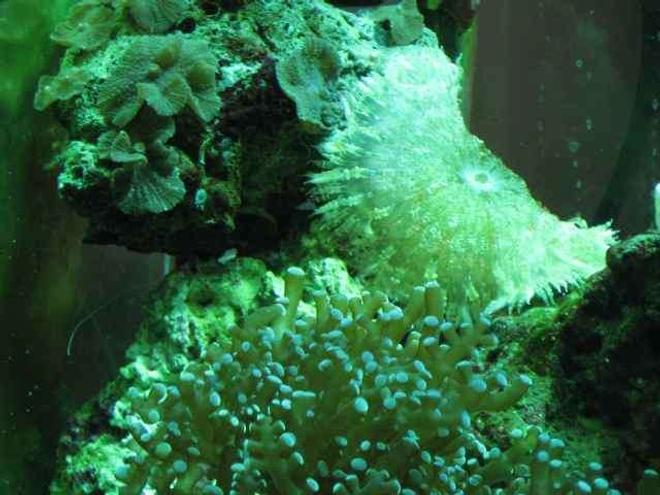 corals inverts - euphyllia paranchora - hammer / anchor coral, branching stocking in 29 gallons tank - coral