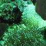 corals inverts - euphyllia paranchora - hammer / anchor coral, branching stocking in 29 gallons tank - coral