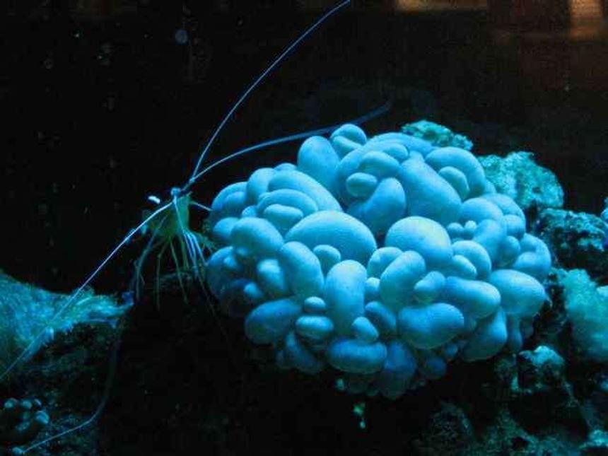 Rated #44: Corals Inverts - Plerogyra Sinuosa - Bubble Coral, White Stocking In 29 Gallons Tank - tankSarcophyton sp.)