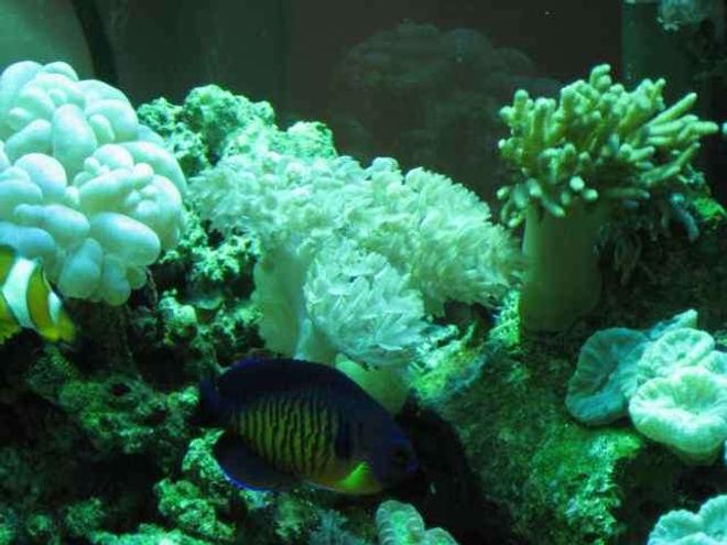 corals inverts - plerogyra sinuosa - bubble coral, white stocking in 29 gallons tank - corals
