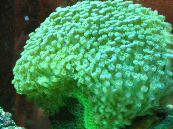 corals inverts - caulastrea curvata - trumpet coral stocking in 29 gallons tank - corals