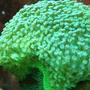 corals inverts - caulastrea curvata - trumpet coral stocking in 29 gallons tank - corals
