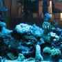 corals inverts stocking in 29 gallons tank - corals