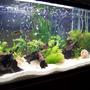 55 gallons planted tank (mostly live plants and fish) - real plants with a variety of young african cichlids and rainbow sharks
