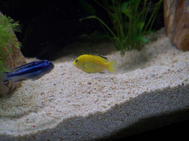 freshwater fish - labidochromis caeruleus - electric yellow cichlid stocking in 55 gallons tank - young maingano island johanni and yellow lab
( african cichlids )