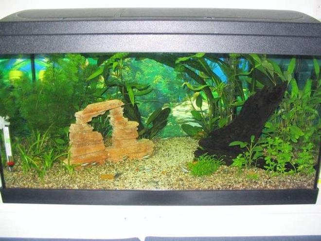 15 gallons planted tank (mostly live plants and fish) - My very first tank. It is 15g (55L) tank with the typical beginner fish (Oto, cory and neon tetras).