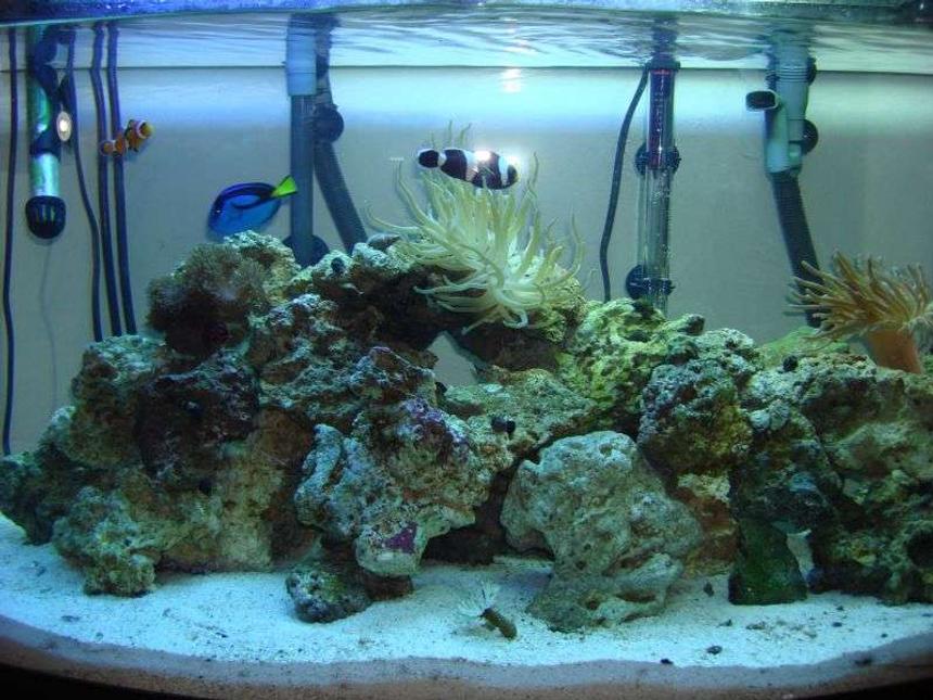 Rated #180: 46 Gallons Reef Tank - 46 gal bow front reef