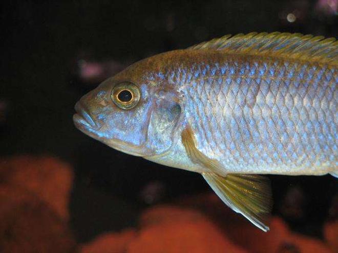 freshwater fish - pseudotropheus acei - acei cichlid stocking in 50 gallons tank - Pseudotropheus Acei sp Msuli