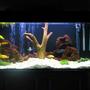 50 gallons freshwater fish tank (mostly fish and non-living decorations) - 50g with wood and fake plant