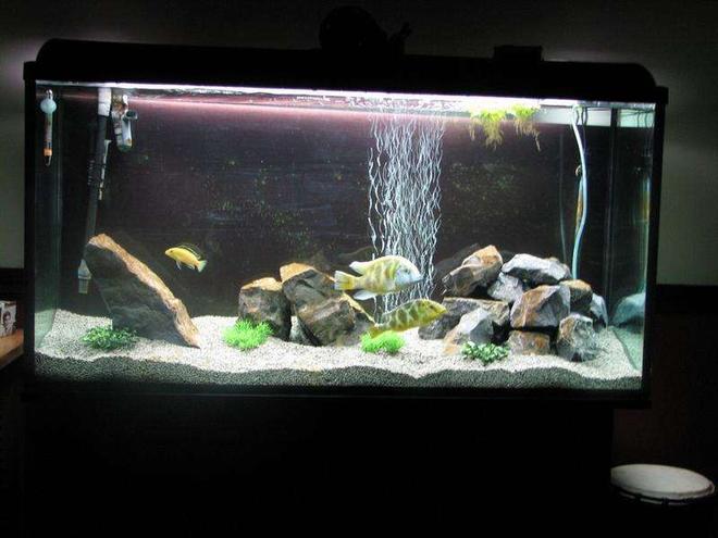 50 gallons freshwater fish tank (mostly fish and non-living decorations) - 77g with fake plastic plant