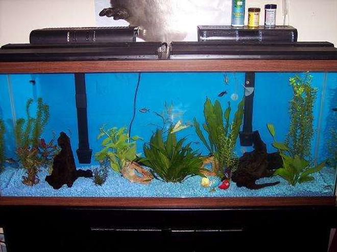 55 gallons freshwater fish tank (mostly fish and non-living decorations) - Another pic of my 55 gallon.