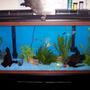 55 gallons freshwater fish tank (mostly fish and non-living decorations) - Another pic of my 55 gallon.