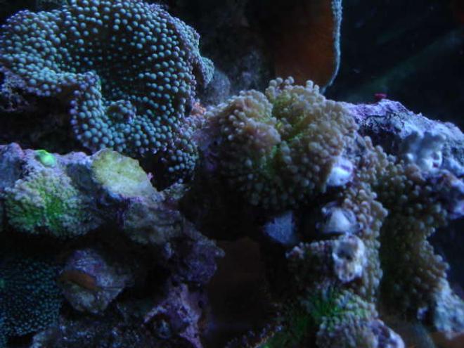 corals inverts - rhodactis indosinensis - hairy mushrooms - so hot, i love this green ricordea