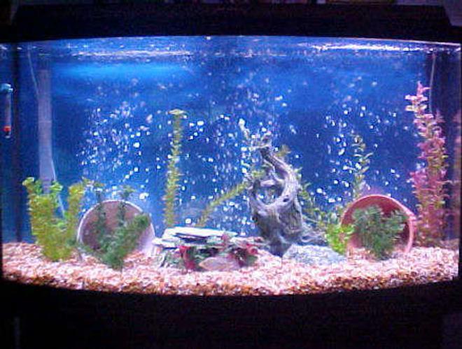 46 gallons freshwater fish tank (mostly fish and non-living decorations) - 46 Bow Front. The 2 inch Flowerhorn home.