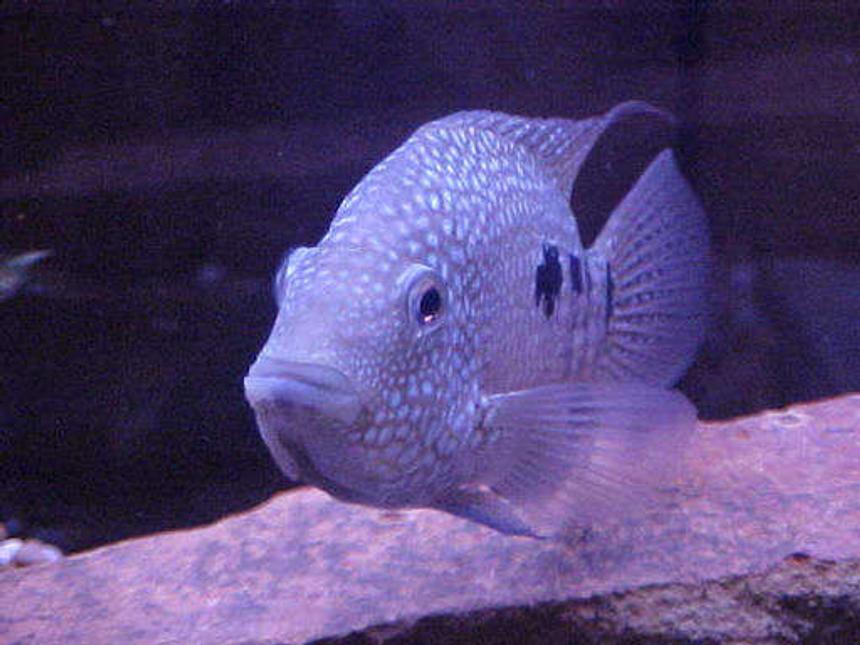 Rated #47: Freshwater Fish - Herichthys Cynoguttatus - Texas Cichlid Stocking In 46 Gallons Tank - blue texan
