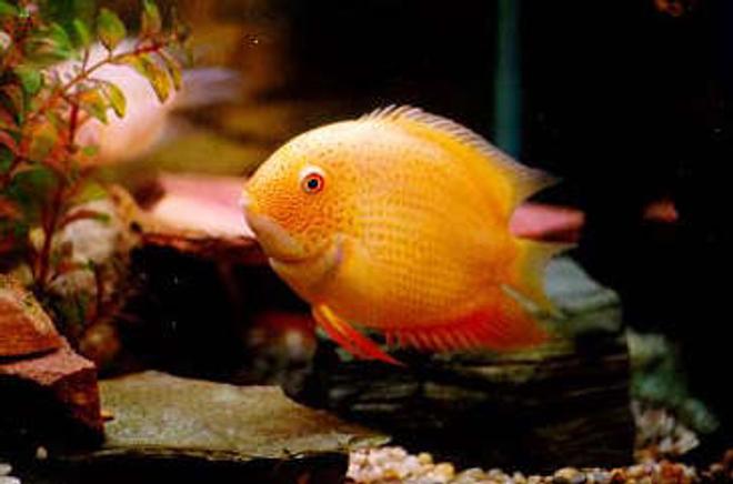 freshwater fish - heros serverus - gold severum stocking in 130 gallons tank - The Gold Severum.  This was my most favorite fish.  Great colors and cool personality.  He would always break up fights between tankmates.  Never lets any thing get out of hand.  :)