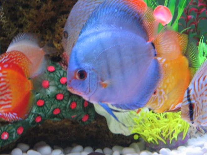 freshwater fish - symphysodon sp. - blue diamond discus stocking in 121 gallons tank - my adult discus blue cobalt