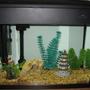 12 gallons freshwater fish tank (mostly fish and non-living decorations) - MY 12G