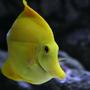 saltwater fish - zebrasoma flavescens - yellow tang - hawaii stocking in 190 gallons tank - tang