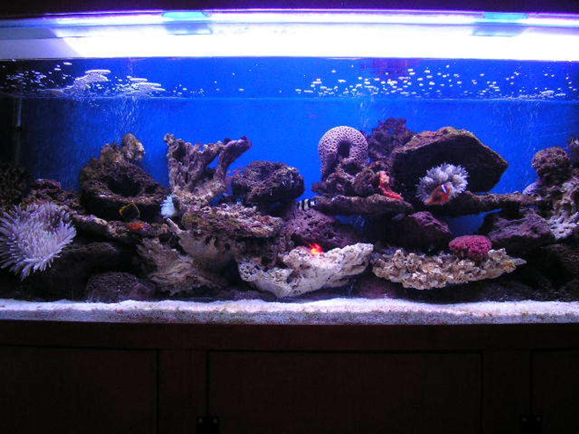 600 gallons reef tank (mostly live coral and fish) - 6ft a few fish and a few coarls have a look for your self