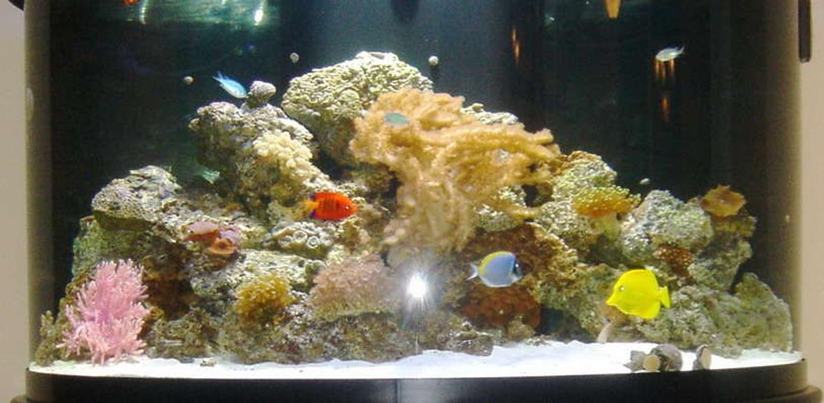 76 gallons reef tank (mostly live coral and fish)
