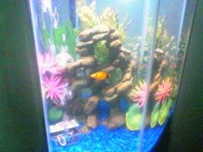 10 gallons freshwater fish tank (mostly fish and non-living decorations) - Blue gravel, rock, three different types of non living plants plants, two pink flowers, air bubble treasure chest, two orange and black laverne & shirley platys fish