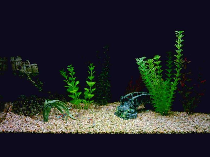 Rated #480: 12 Gallons Freshwater Fish Tank - My beauty