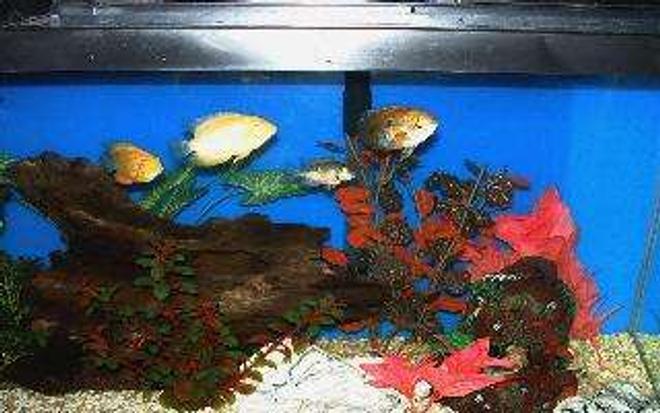 55 gallons freshwater fish tank (mostly fish and non-living decorations) - Blue Acara followed by Gold Severum