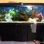 55 gallons freshwater fish tank (mostly fish and non-living decorations) - This is a global view of my 55gal tank