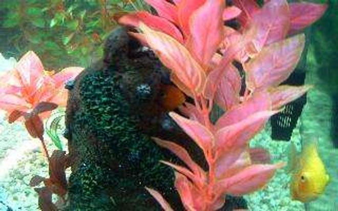 freshwater fish - heros severus x amphilophus citrinellum - blood parrot stocking in 55 gallons tank - Check out one of my Parrots stiking his nose out the top hole of the bell