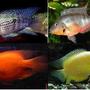 freshwater fish - aequidens portalegrensis - port acara stocking in 55 gallons tank - Pictures of what my cichlids will look like when full grown top left--Blue Acara top right--Firemouth bottom left--Parrot Cichlid bottom right--Gold Severum