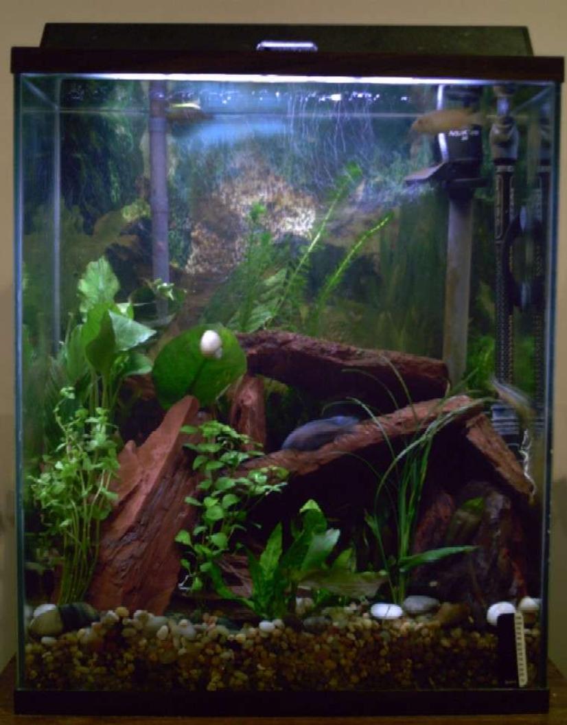 Rated #277: 20 Gallons Freshwater Fish Tank - My 20xh.