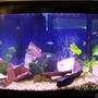 46 gallons planted tank (mostly live plants and fish) - 46 gallon bowed front, 25 assorted tetras, 1 12 dollar shrimp, 4 assorted live plants