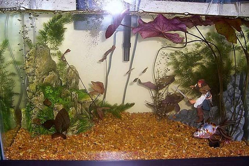 Rated #221: 20 Gallons Planted Tank - This is my tank, one Calico Fantail, six Zebra Danios, and one Leopard Danio who got put in by mistake.
I also have alot of Lillies and some unknown bushy plant.