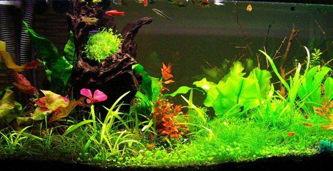 16 gallons planted tank (mostly live plants and fish) - Rescaped on 6-Feb