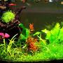 16 gallons planted tank (mostly live plants and fish) - Rescaped on 6-Feb