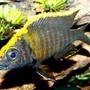 freshwater fish - aulonocara maylandi - sulphur head peacock stocking in 55 gallons tank - Young Adult Male Maylandi