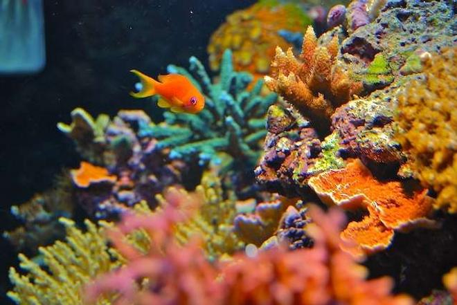 saltwater fish - pseudoanthias pleurotaenia - squareback anthias stocking in 160 gallons tank - Anthia in my reef tank