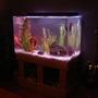 150 gallons freshwater fish tank (mostly fish and non-living decorations) - my 150 Gallon STILL NOT BIG ENOUGH