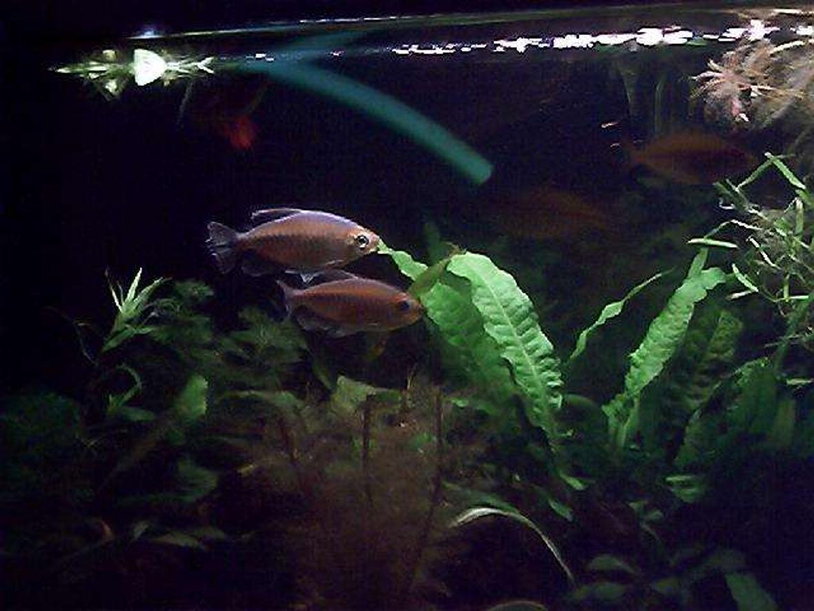 freshwater fish - phenacogrammus interruptus - congo tetra stocking in 35 gallons tank - my 2 congo tetras were very shy to start with and refused to stay still for a photo , I think im going to have to get a ZPM for my camera as batteries for my digital keep running out really quickly especially if you have to wait for the fish to stay still long enough to photo