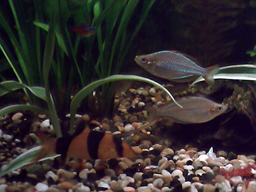 Rated #1680: Freshwater Fish - Botia Macracantha - Clown Loach Stocking In 35 Gallons Tank - 2 dwarf neon rainbows and 1of4 (like 7 of 9 ) the clown loach.