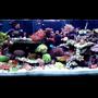 150 gallons reef tank (mostly live coral and fish) - 150 Gallon - full tank shot