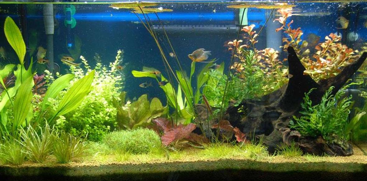 40 gallons planted tank (mostly live plants and fish) - My 40 gallon planted freshwater aquarium. I only discovered Takashi Amano after I started. Next time I'll try something in his style. Not a bad first effort though :-)