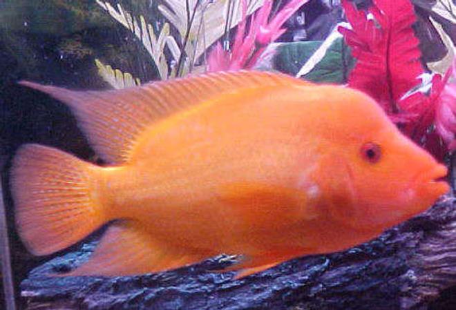 freshwater fish - amphilophus labiatus - red devil stocking in 46 gallons tank - "Big Lou"