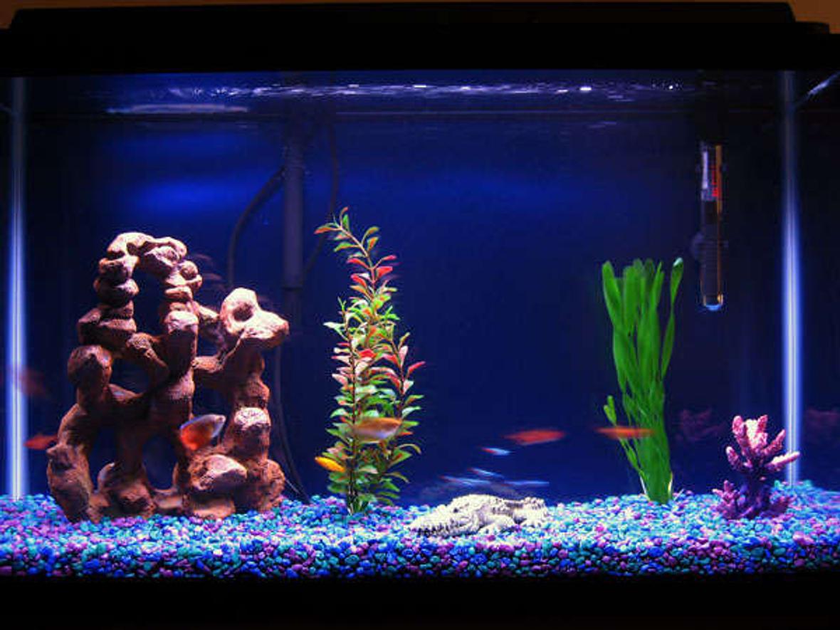 29 gallons freshwater fish tank (mostly fish and non-living decorations) - My Fish Tank with some new fish