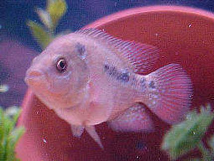 freshwater fish - cichlasoma sp. - flower horn cichlid stocking in 46 gallons tank - 2 inch flowerhorn..just starting to color up