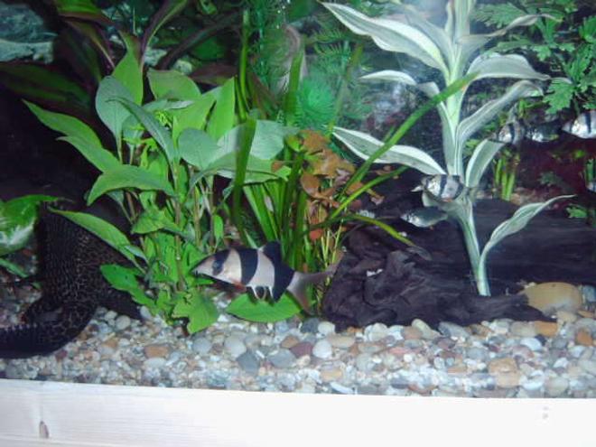 freshwater fish - botia macracantha - clown loach stocking in 75 gallons tank - my clown loach a few of my tiger barbs and the back end of my plec.