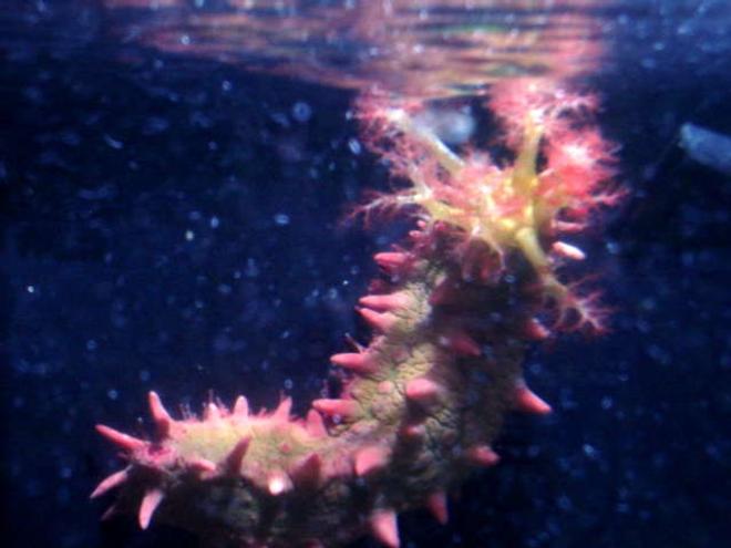 corals inverts - pentacta anceps - spiny sea cucumber, green w/pink & yellow - Simone the Sea Cucumber feeding